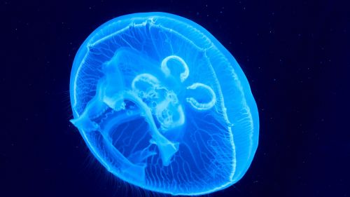 Jellyfish under the water HD Wallpaper