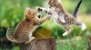 Kittens Playing Fighting Wallpaper for Desktop and Mobiles