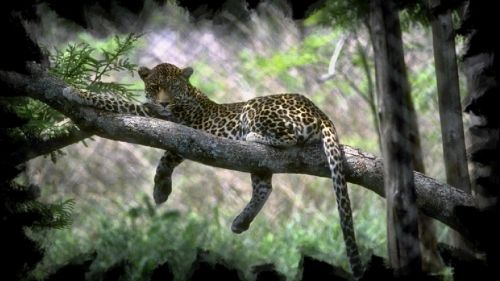 Leopard Tree HD Wallpaper