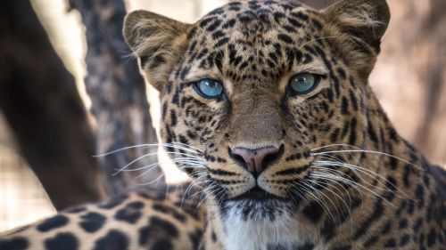 Leopard's beautiful blue eyes HD Wallpaper