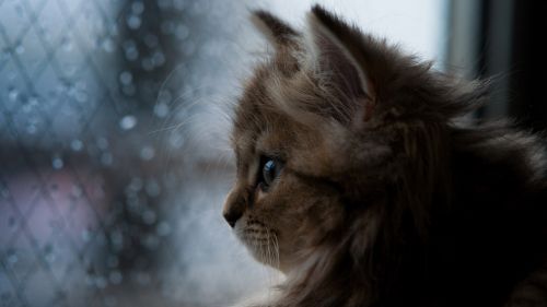 Little cat at the window HD Wallpaper