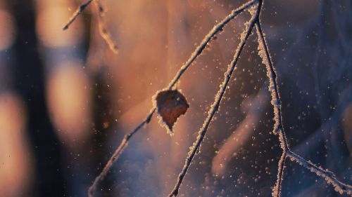 Macro image of a leaf at snow HD Wallpaper
