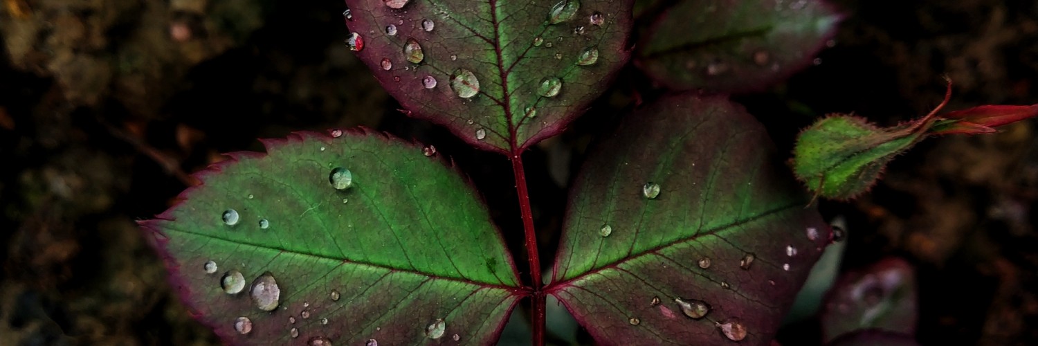 Macro image of rain drops on a leaf HD Wallpaper