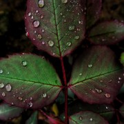 Macro image of rain drops on a leaf HD Wallpaper