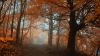 Misty Autumn HD Wallpaper