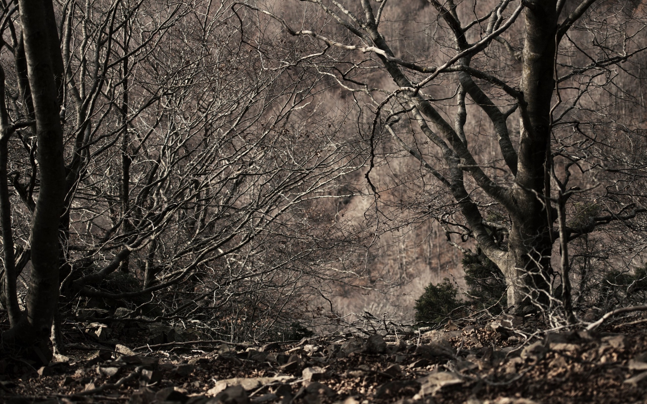 Monochrome image of trees HD Wallpaper