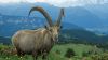 Mountain Goat HD Wallpaper