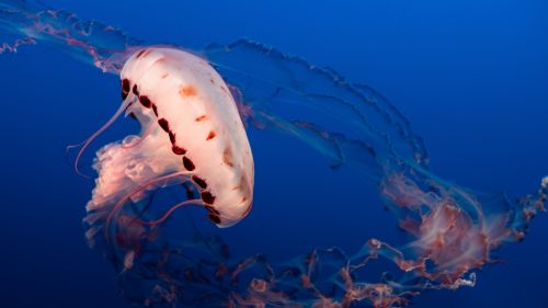 Ocean's jellyfish HD Wallpaper