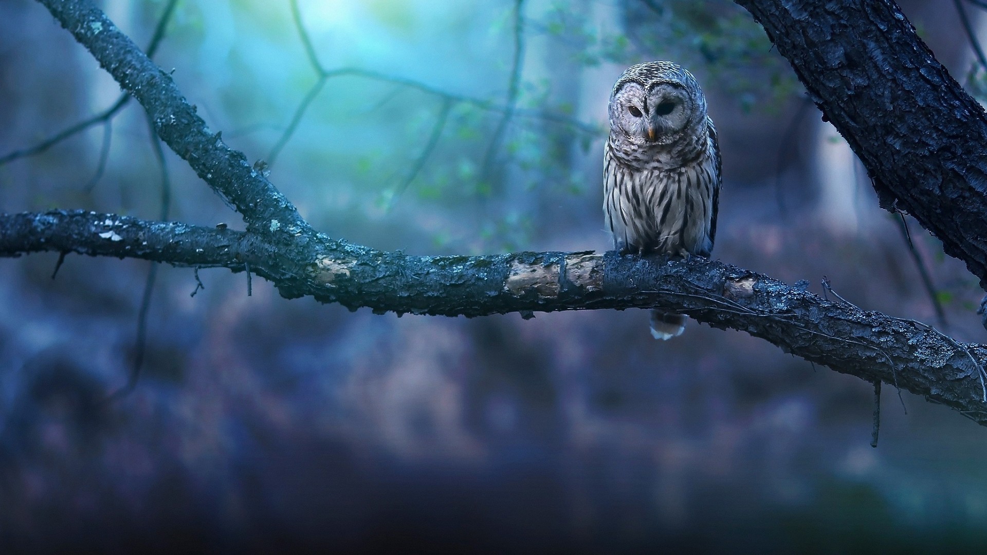 Owl At Tree Hd Wallpaper Iphone 7 Plus / Iphone 8 Plus - Hd Wallpaper