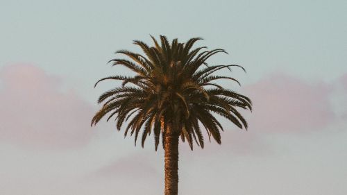 Palm tree HD Wallpaper