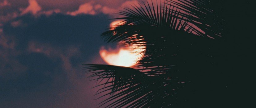 Palm tree hiding the moon HD Wallpaper