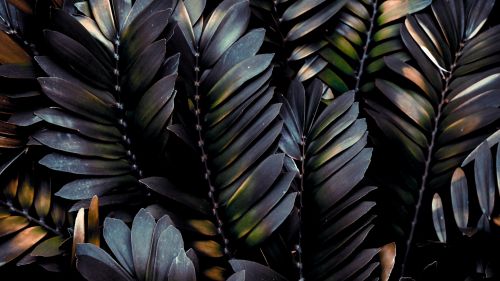 Palm tree leaves HD Wallpaper