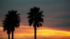 Palm trees under the sunset HD Wallpaper
