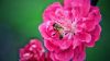 Pollination of a pink flower HD Wallpaper