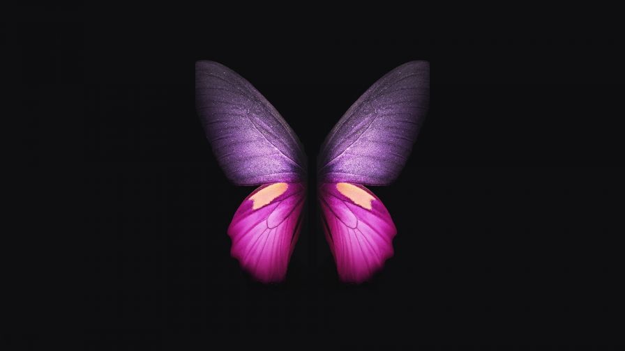 Pretty butterfly HD Wallpaper