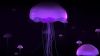 Purple Glowing Jellyfish Hd Wallpaper for Desktop and Mobiles