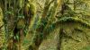 Quinault Rain Forest HD Wallpaper