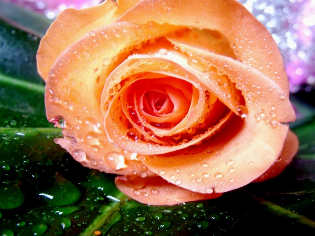 Raindrops Petals Rose HD Wallpaper