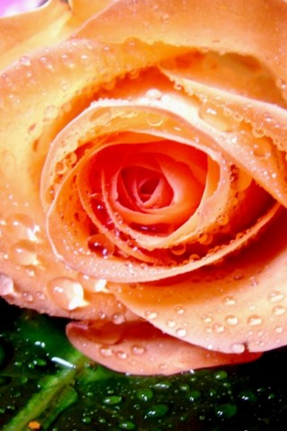 Raindrops Petals Rose HD Wallpaper