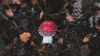 Red mushroom in the forest HD Wallpaper