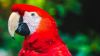 Red parrot HD Wallpaper