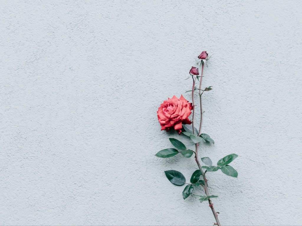 Rose at a white wall HD Wallpaper