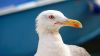 Seagull in Venice HD Wallpaper