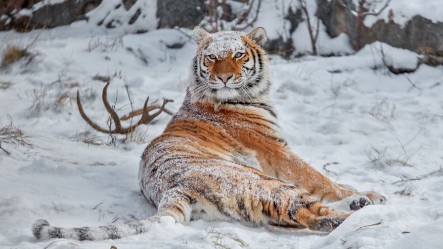 Siberian tiger HD Wallpaper