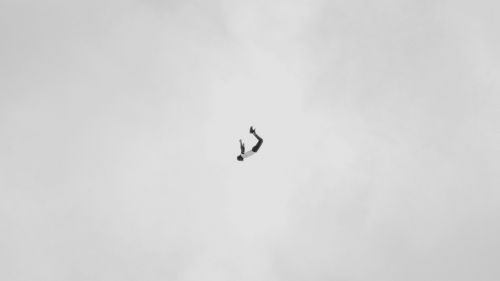 Silhouette flying in a white backround HD Wallpaper