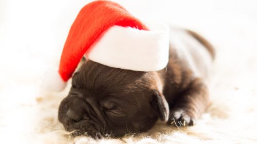 Sleeping Black Puppy Wearing White and Red Santa Hat HD Wallpaper