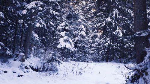 Snow covering forest trees HD Wallpaper