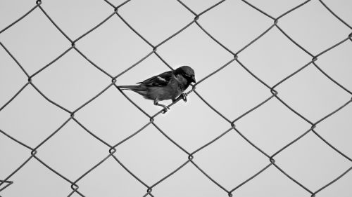 Sparrow standing on the fence HD Wallpaper
