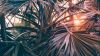 Sunlight rays through palm trees HD Wallpaper