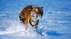 Tiger In Water Hd Wallpaper for Desktop and Mobiles