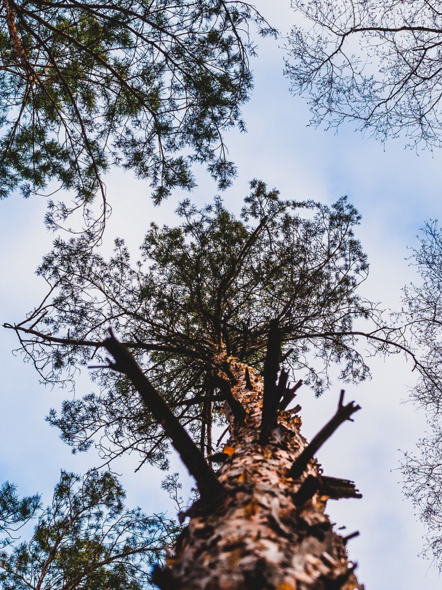 Tree view from below HD Wallpaper