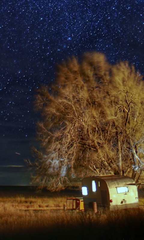 Trees under a beautiful night  sky HD Wallpaper