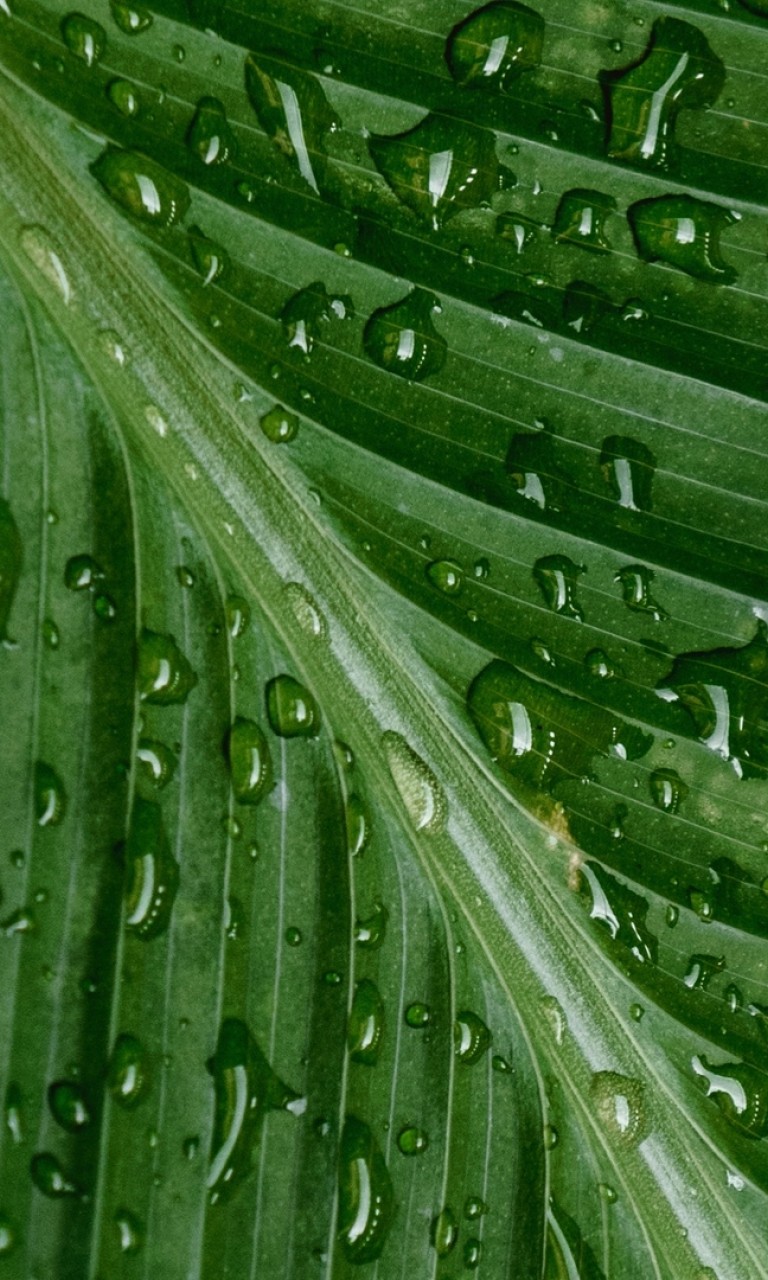 Water drops over a leaf HD Wallpaper