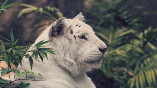 White tiger looking HD Wallpaper