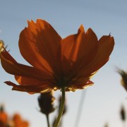 Wild flower during summer HD Wallpaper
