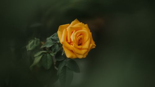 Yellow rose flower HD Wallpaper