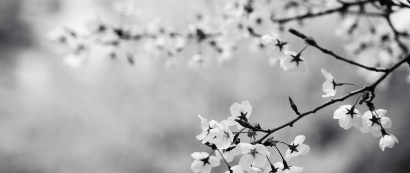 Black and White Blossoms Facebook Cover Photo - HD Wallpaper -  