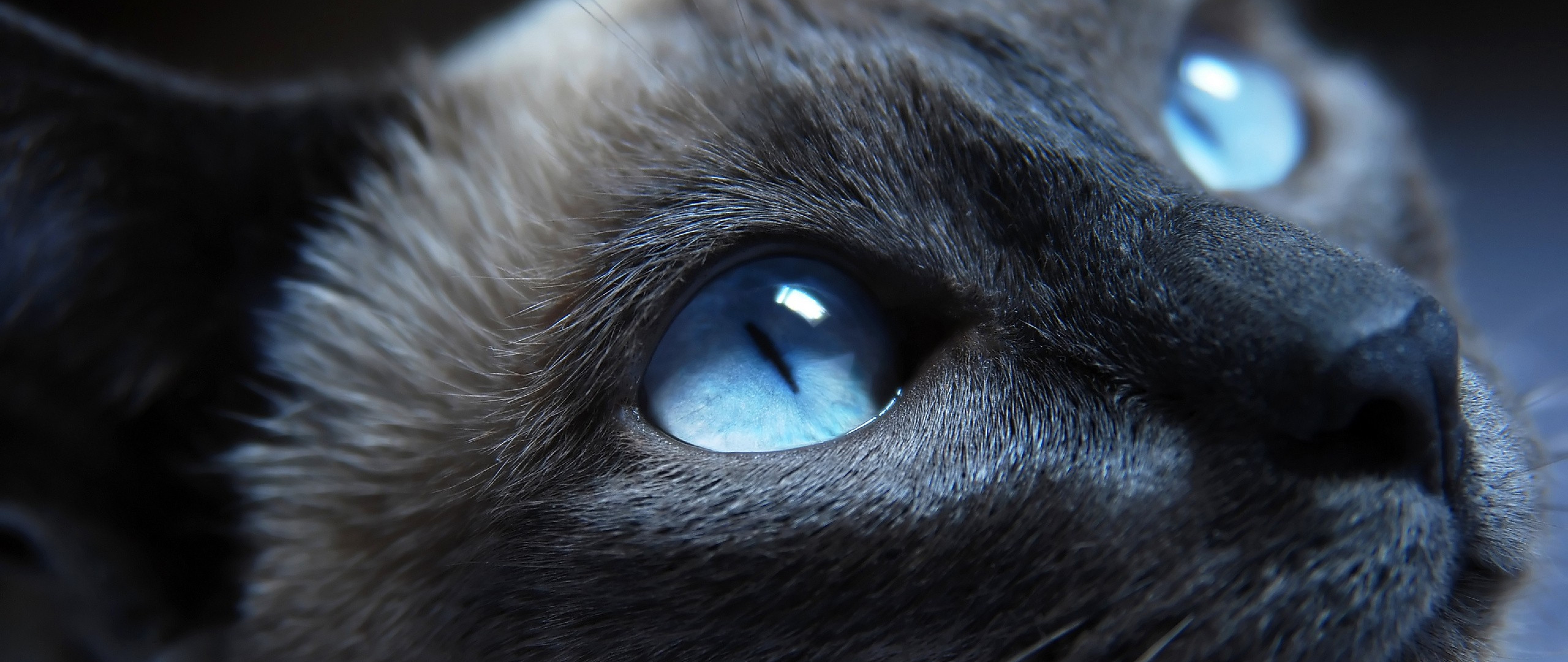 Blue Eyed Cat Wallpaper for Desktop and Mobiles 4K Ultra HD Wide TV - HD  Wallpaper 
