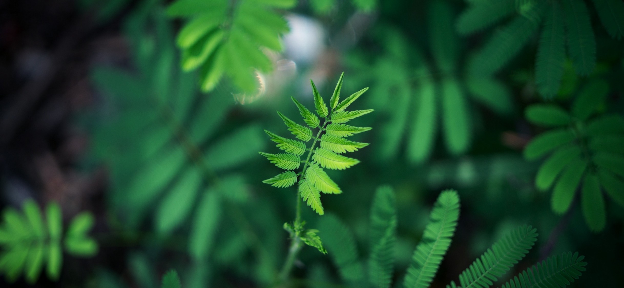 Blurred image of a green leaf HD Wallpaper iPhone X - HD Wallpaper