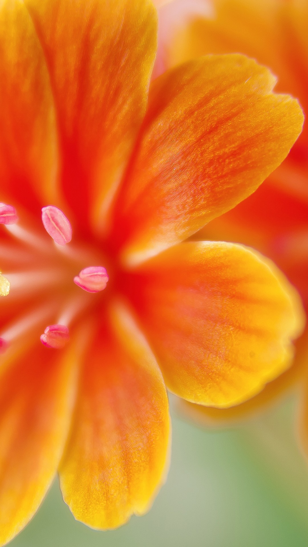 Download Lewisia Flowers Desktop and Mobile Wallpaper iPhone 6 / 6S Plus -  HD Wallpaper 
