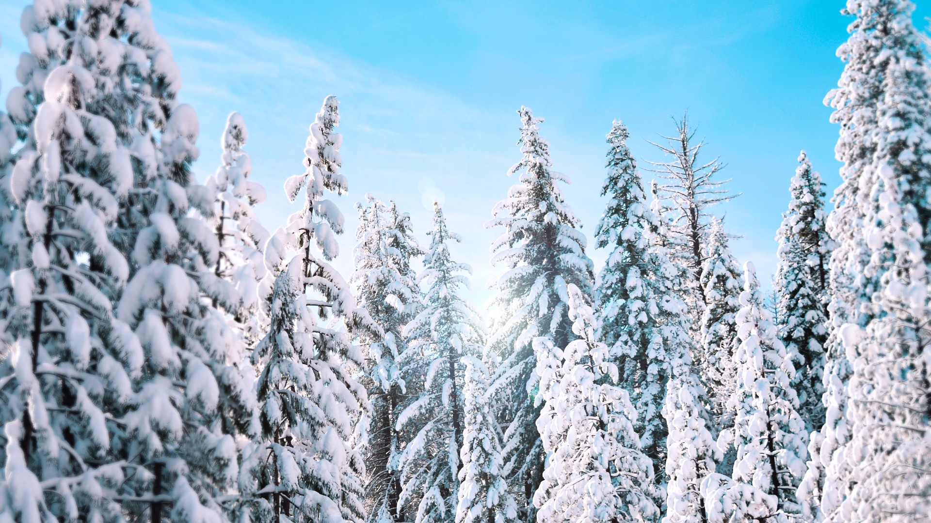 Download Sunny Winter Pine Trees Hd Wallpaper Iphone 7 Plus Iphone