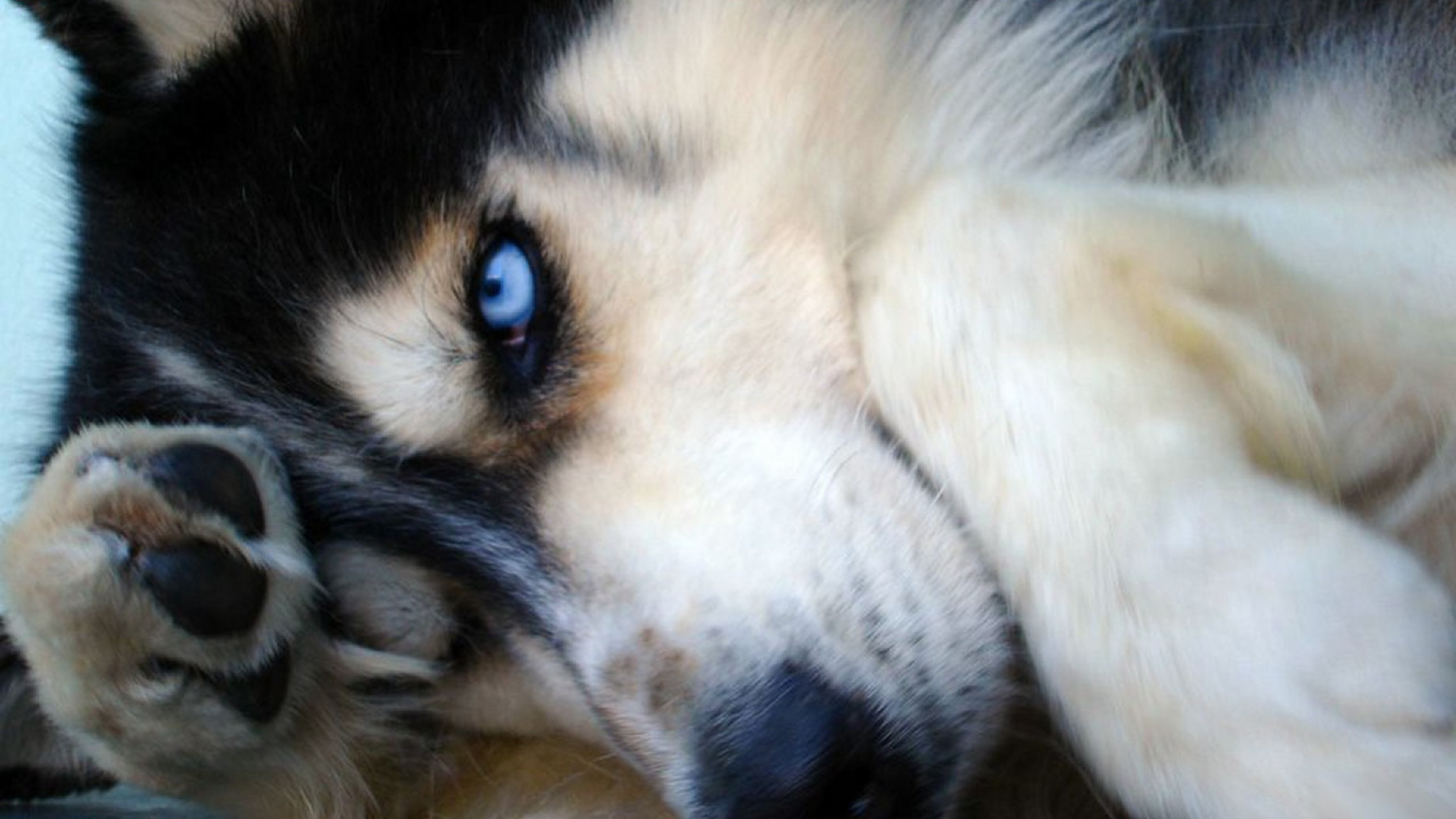 Free Siberian Husky Dog Wallpaper for Desktop and Mobiles 4K Ultra HD
