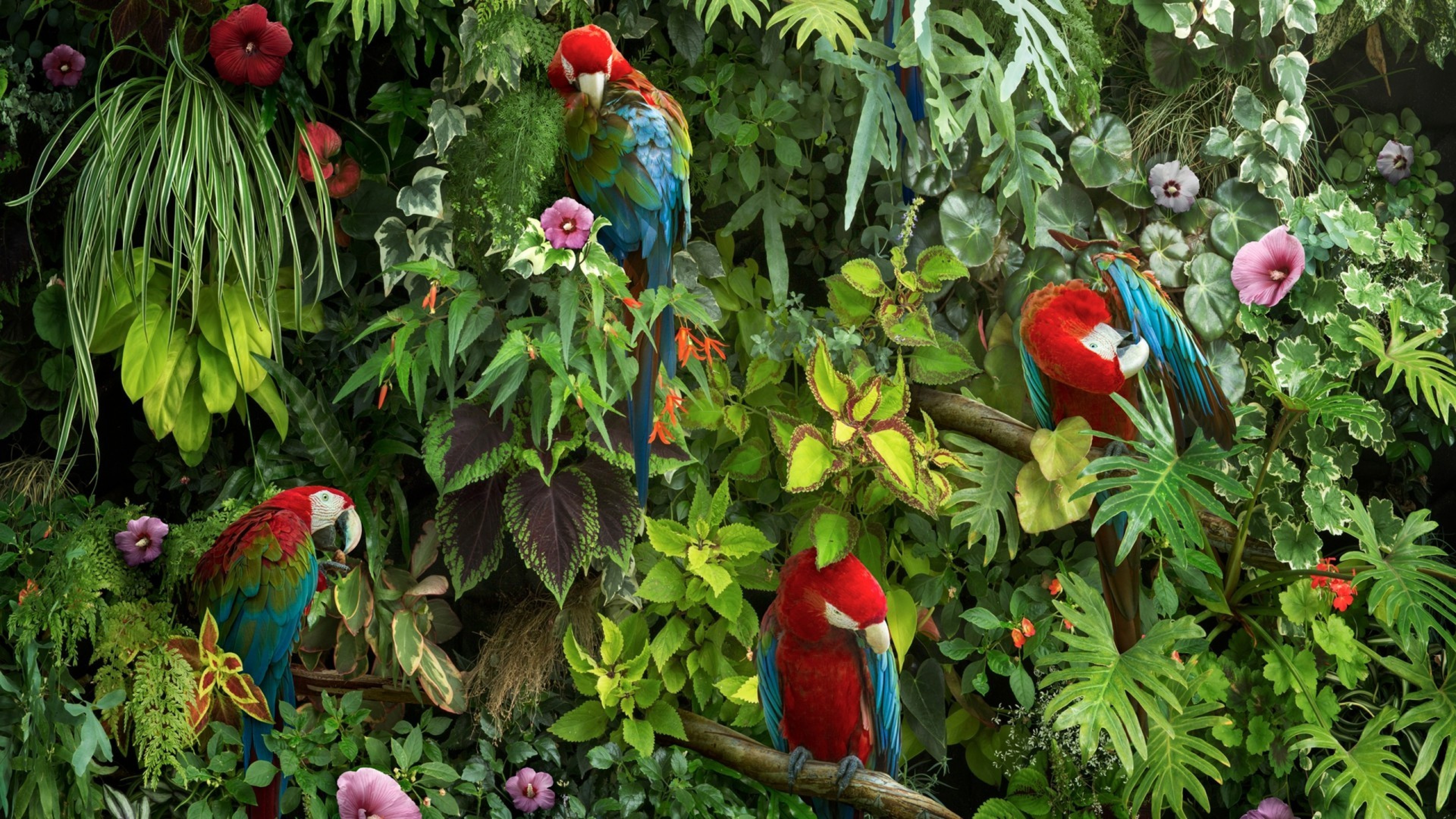 Macaw parrots HD Wallpaper 4K Ultra HD - HD Wallpaper 