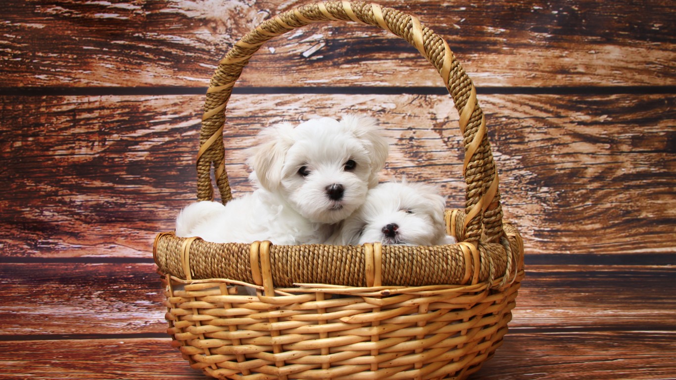 Cute Puppy Wallpaper - NawPic