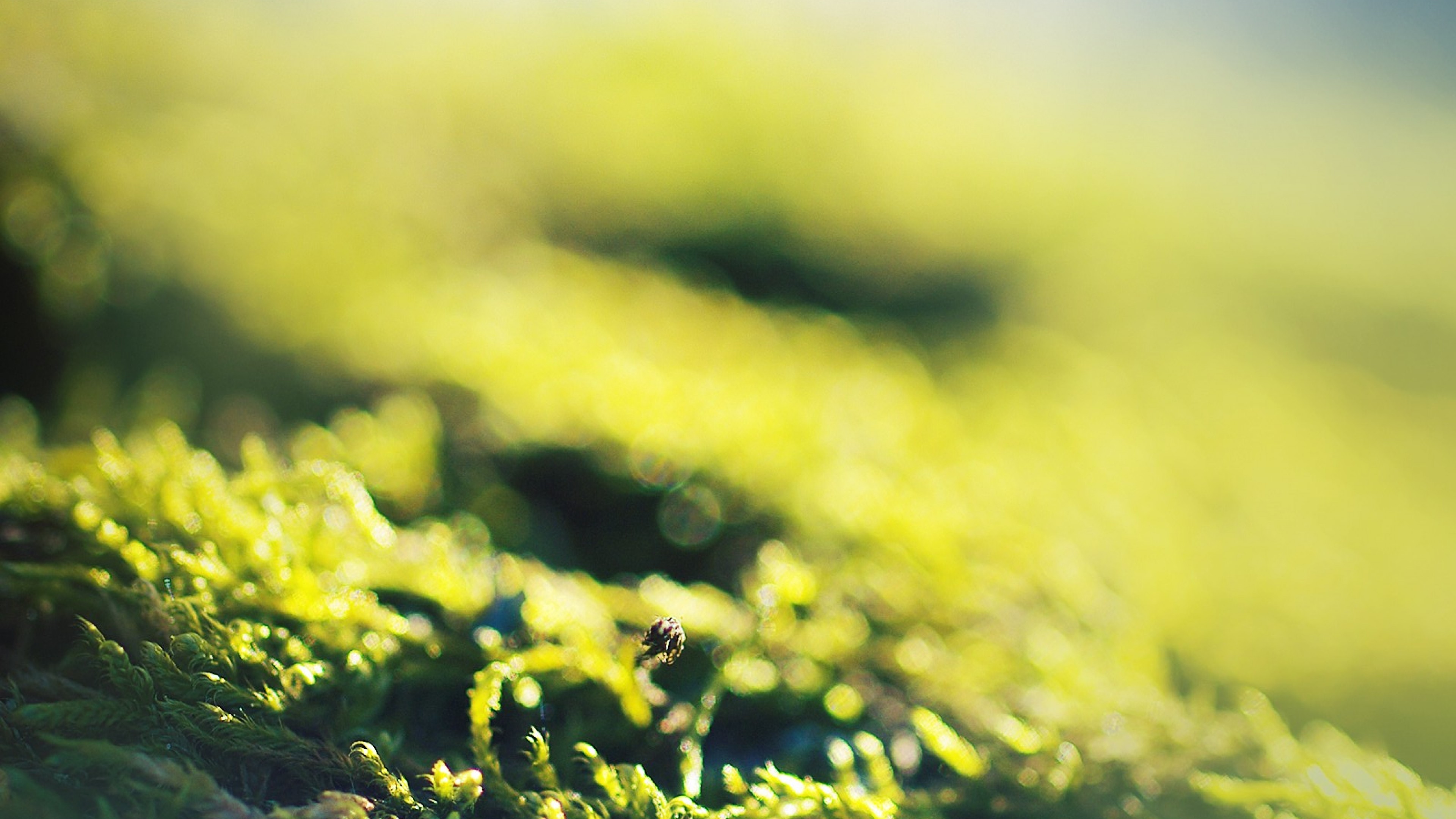 Moss North HD Wallpaper 4K Ultra HD - HD Wallpaper 