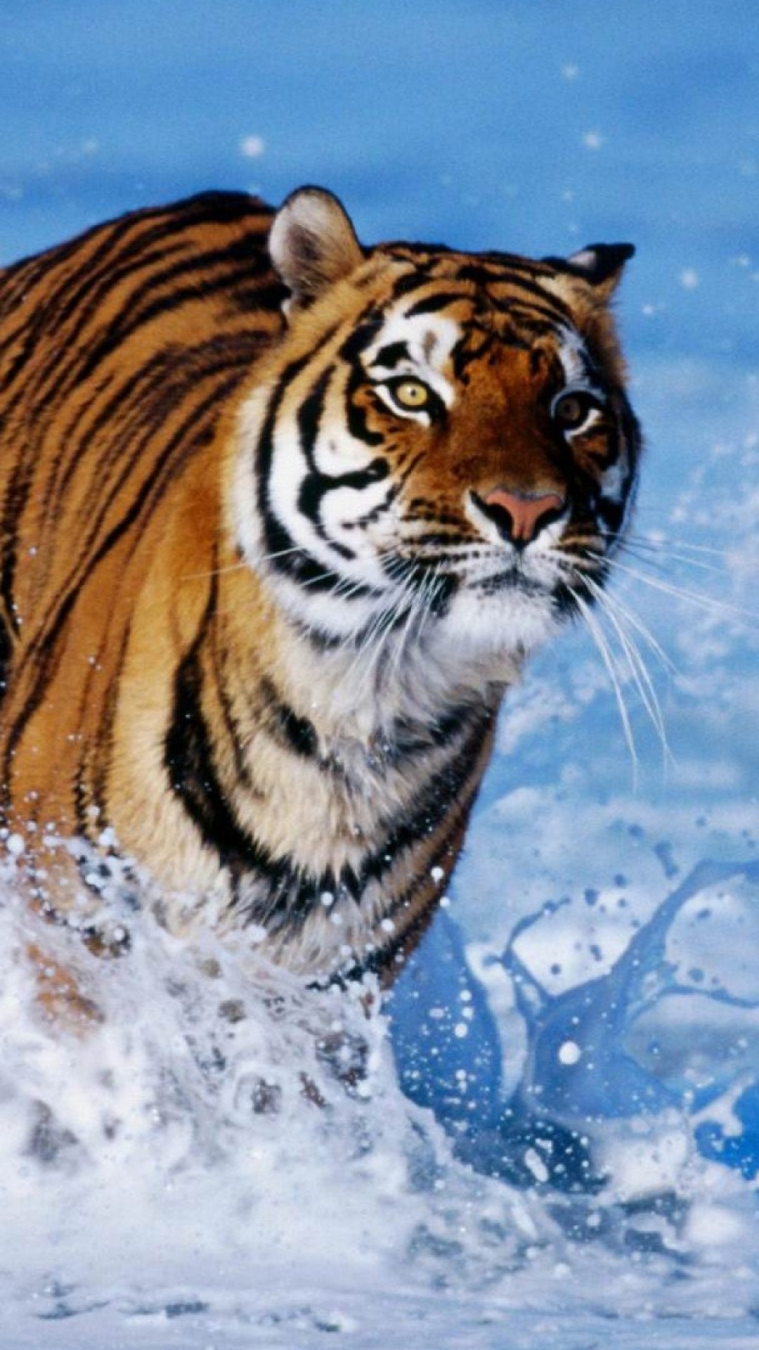 Hd Wallpapers For Mobile Tiger